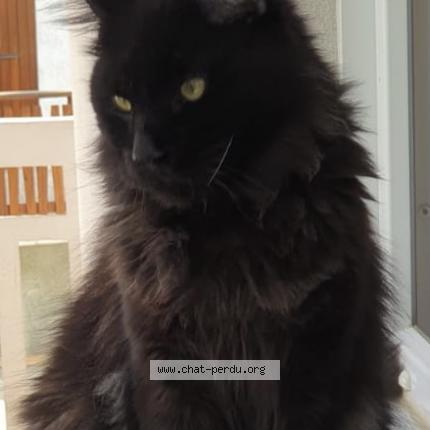 Photo 1/1 Bigie Chat lost in Faverges verscheres