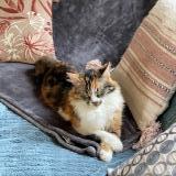 Picture of cat lost at L Etang La Ville