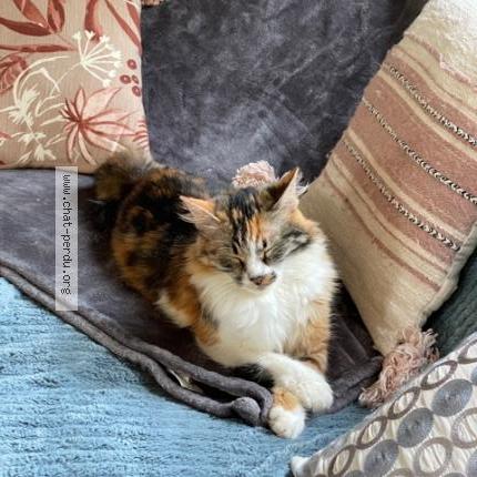 Photo 1/2 VINKA Chat lost in L etang la ville