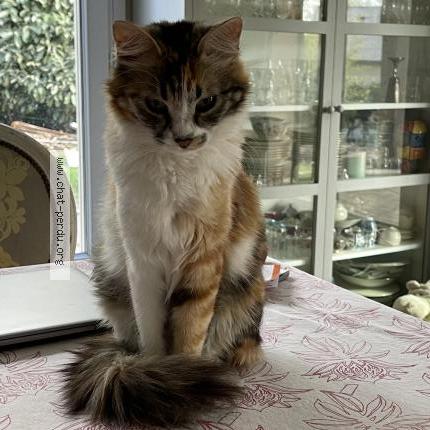 Photo 2/2 VINKA Chat lost in L etang la ville