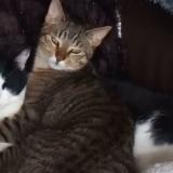 Picture of cat lost at Berchem Sainte Agathe