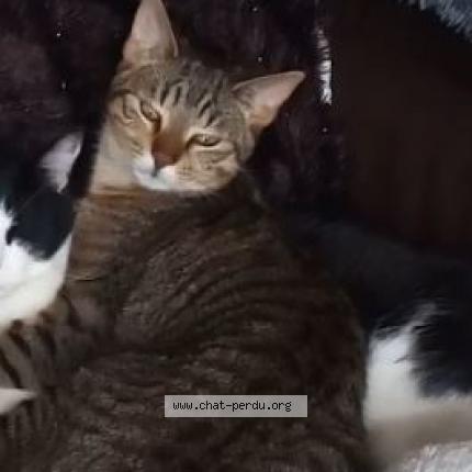 Photo 1/1 Mosquito Chat lost in Berchem sainte agathe