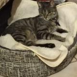 Picture of cat lost at Aulnay Sous Bois