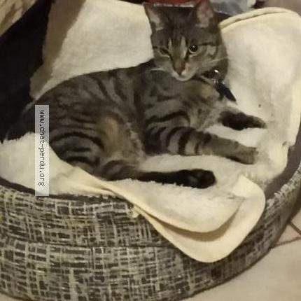 Photo 1/1 Simba Chat lost in Aulnay sous bois