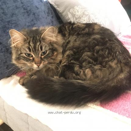 Photo 1/1 Maggy Chat lost in Courdimanche