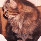 Picture of cat lost at Les Granges Le Roi