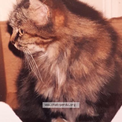 Photo 1/1 GRIBOUILLE Chat lost in Les granges le roi