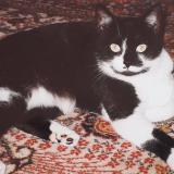 Picture of cat lost at Les Granges Le Roi