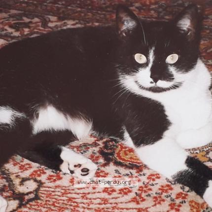 Photo 1/1 CAMILLE Chat lost in Les granges le roi