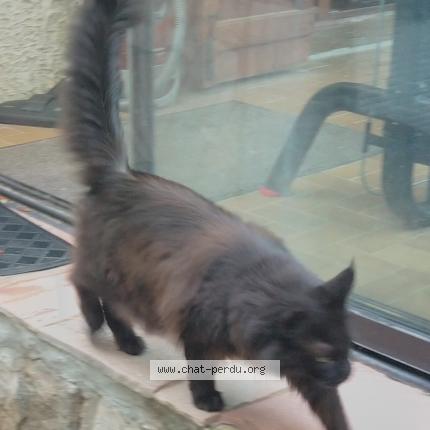 Photo 1/1 Bagheera Chat lost in Le beausset