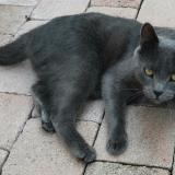 Picture of cat lost at Vers Sur Selle