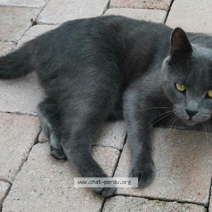 Photo 1/1 Ron Chat lost in Vers sur selle