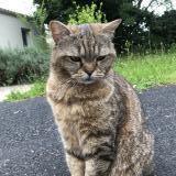 Picture of cat lost at Niort