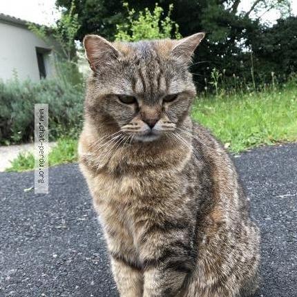 Photo 1/1 Gaston Chat lost in Niort
