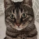 Picture of cat lost at Carpentras