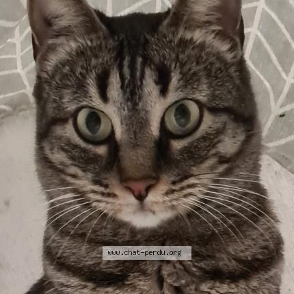 Photo 1/1 Cat reunited Lost in Carpentras