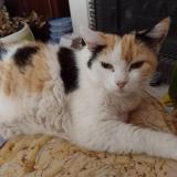 Picture of cat lost at Saint Julien En Genevois