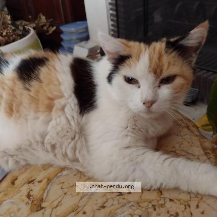 Photo 1/1 Cocotte Chat lost in Saint julien en genevois