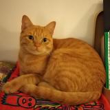 Picture of cat lost at Bourg En Bresse