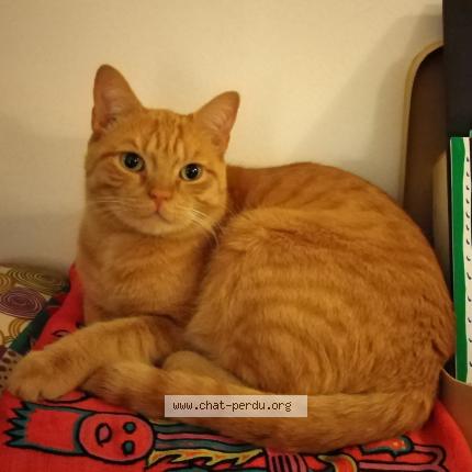 Photo 1/1 TIBILI Chat lost in Bourg en bresse