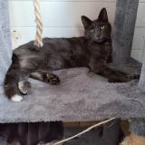 Picture of cat lost at Cressanges