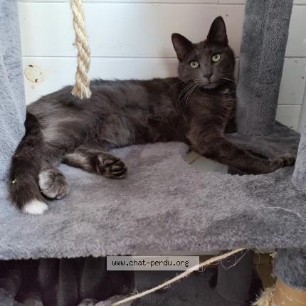 Photo 1/1 Roselia Chat lost in Cressanges