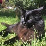 Picture of cat lost at Le Castellet