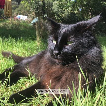 Photo 1/1 Noubé Chat lost in Le castellet