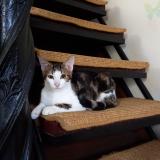 Picture of cat lost at Yerres