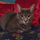 Picture of cat lost at Vire Normandie