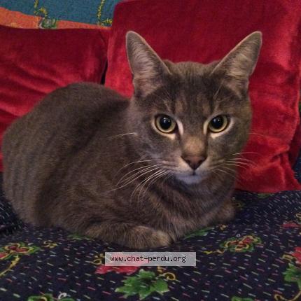 Photo 1/1 Gaston Chat lost in Vire normandie