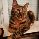 Picture of cat lost at Tomblaine