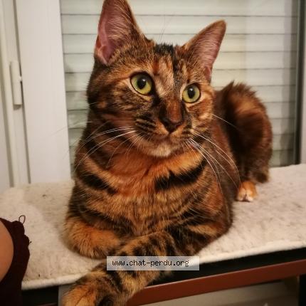 Photo 1/1 Tabousha Chat lost in Tomblaine