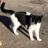 Picture of cat lost at Saint Avaugourd Des Landes