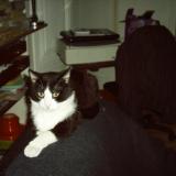 Picture of cat lost at St Genis Laval