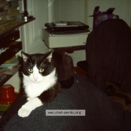 Photo 1/1 Jul Chat lost in St genis laval