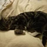 Picture of cat lost at Vendome