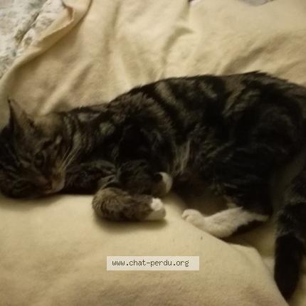 Photo 1/1 Sans nom Chat lost in Vendome