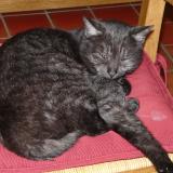 Picture of cat lost at Champlay