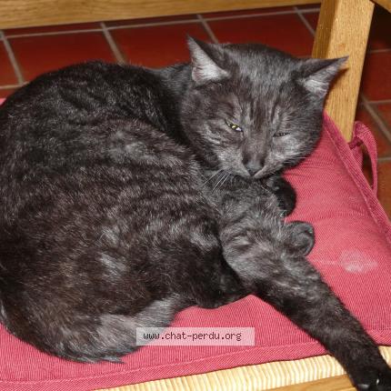 Photo 1/1 Liane Chat lost in Champlay