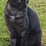 Picture of cat lost at St Laurent Nouan