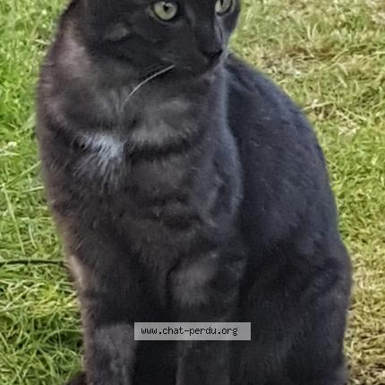 Photo 1/1 Livingstone Chat lost in St laurent nouan