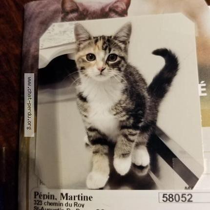 Photo 1/1 Stella Chat lost in Saint augustin de desmaures