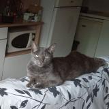 Picture of cat lost at Toulouse
