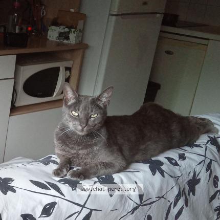 Photo 1/2 Harley Chat lost in Toulouse