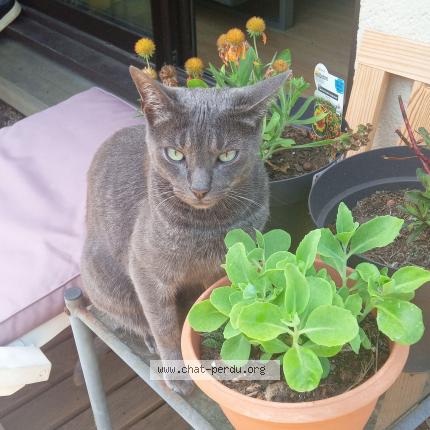 Photo 2/2 Harley Chat lost in Toulouse