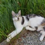 Picture of cat lost at Briec