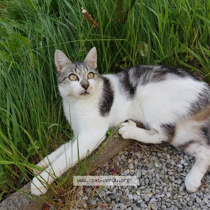 Photo 1/1 Chewie Chat lost in Briec