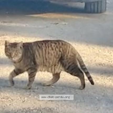 Photo 1/1 Found cat Found in Six fours