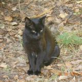 Picture of cat lost at Moutiers Les Mauxfaits